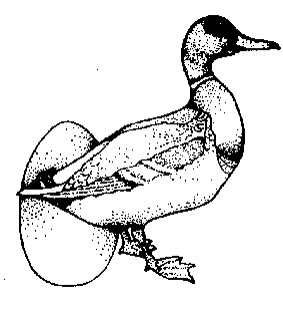 L′Аnatra